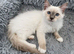 TICA Registered Pedigree Lilac Point/Mitted