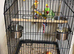 Baby alexandrine