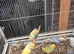 Baby Budgeese for sale