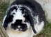 Black & White Mini Lop Rabbit &ndash; Broken Pattern &ndash; Lop Eared Bunny &ndash; Beautiful Pet