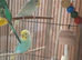 Bonded pair of budgies