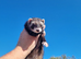 Eu/polecat mitt jill- lovely temperment- 14months old
