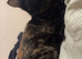Cat for sale