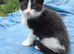 PRETTY FARM REARED KITTEN
