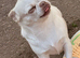 Kc reg white and cream chihuahua female