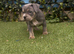 American Pocket Bullies