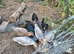 Various Domestic and Wildfowl Available