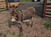 Miniature Mediterranean donkey