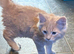 Gccf registered Maine Coon kittens