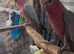 Galah cockatoo parrot for sale