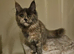 Tica Reg Maine coon kitten