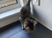 Female kittens