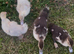 baby muscovy duck