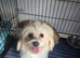 Maltese boy pup for sale
