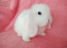 Selection of mini lop babies available