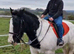 Bomprof 14.3 cob gelding