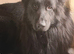 KC Reg show line long haired German Shepherds