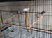 Zebra finch