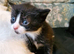 Maine Coon/Turkish Angora X kittens