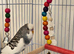 2 Male Budgies