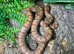 Variable King Snake at Birmingham Reptiles