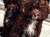 Cockapoo puppies available
