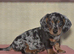 Ready to leave - Adorable dachshund cross pups