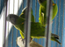 Baby Senegal Glasgow