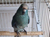 Blue Cream Kakariki