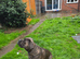 Presa Canario