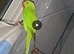 Ringneck parrot 5 months old friendly but not tame yet