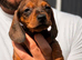 (1 GIRL LEFT ) 4 beautiful dachshund puppies LEFT for sale