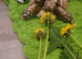13 year old male marginated Tortoise called Alan for sale.