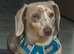 Isabella Dachshund