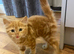 Beautiful fluffy ginger girl kitten