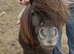 Perfect first ridden standard Shetland gelding