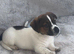 Gorgeous Jack Russel Puppies available, 4 Boys 1 Girl