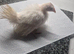 Serama pullets
