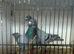 for sale race pigeons