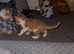 Cute Ginger Kittens Looking for Their Forever Family
