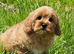 1 Lovely cavapoo male puppies for sale