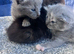 Beautiful x Russian blue kittens