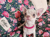 Blue Merle chihuahua puppies