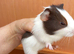 Baby guinea pigs ready now