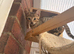 Stunning brown spot kittens- READY NOW