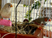 Beautiful young pair of zebra finches