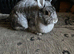 Giant Chinchilla Doe