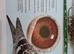 Dirk van den Bulck young birds