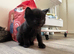 3 beautiful kittens ready September