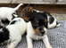 Beautiful  biewer terrier puppy